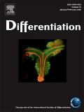 Differentiation《分化》